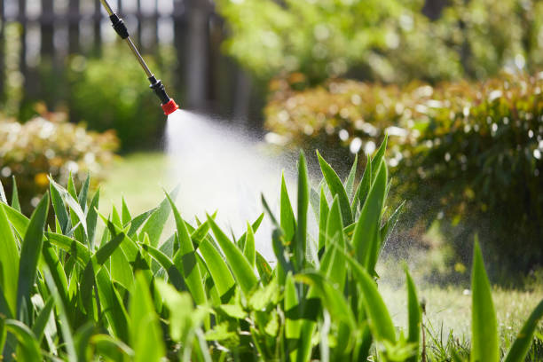 24/7 Emergency Ant Control experts in Forest Meadows, CA